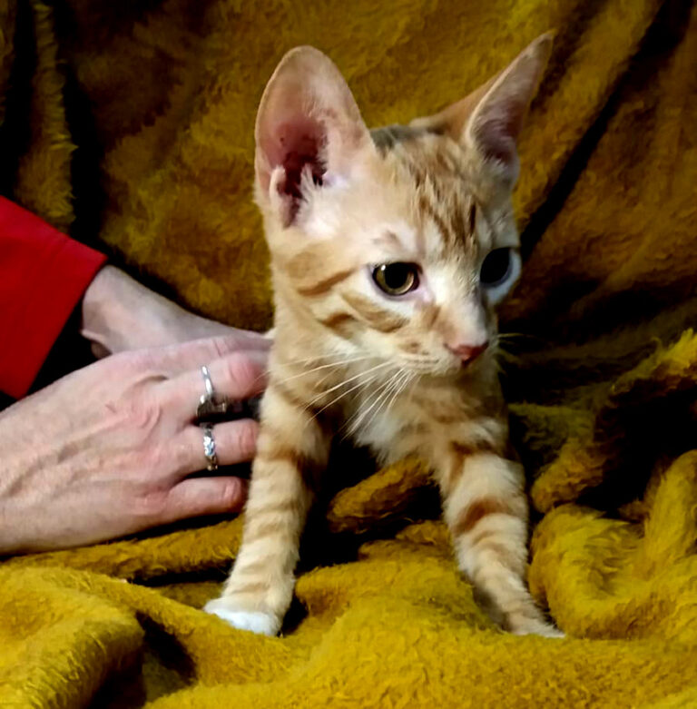 multimedia-foto53333-451-1