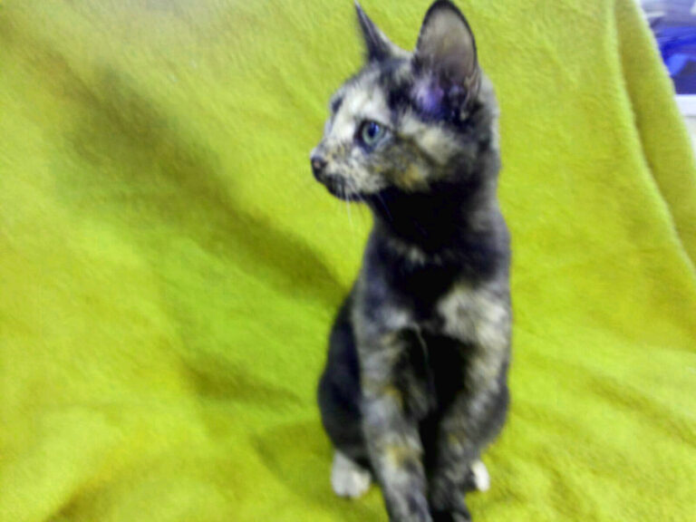 multimedia-foto53341-392-1