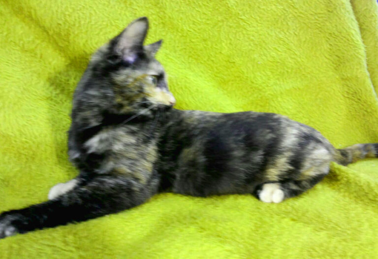 multimedia-foto53342-392-1