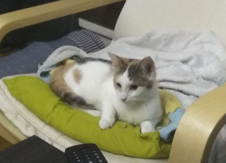 multimedia-foto53348-119-1