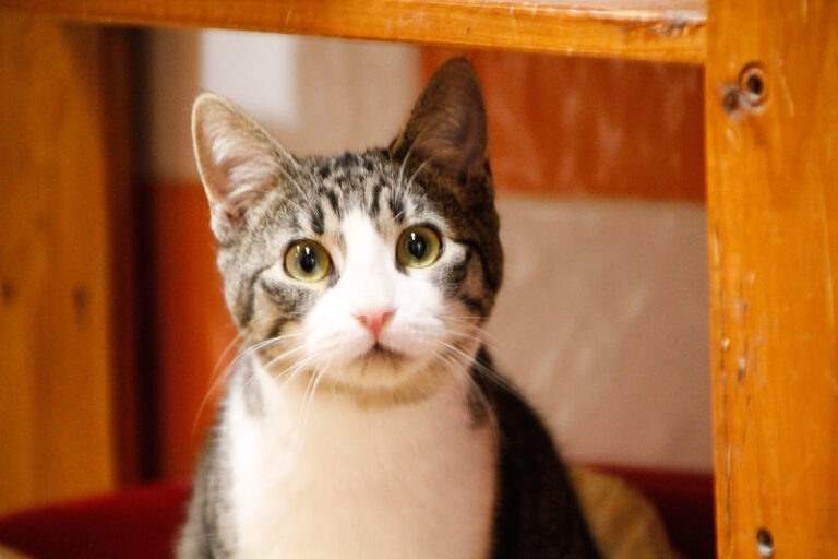 multimedia-foto53354-820-1