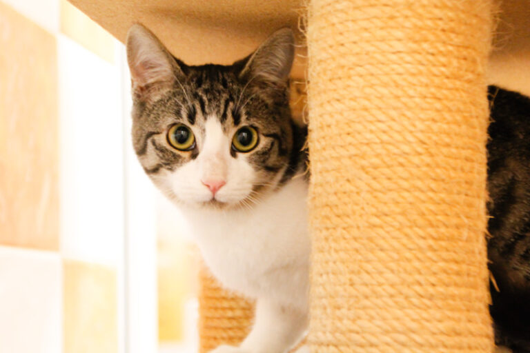 multimedia-foto53355-821-1