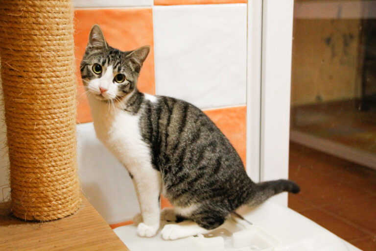 multimedia-foto53356-821-1