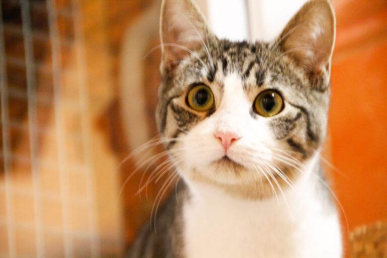 multimedia-foto53357-821-1