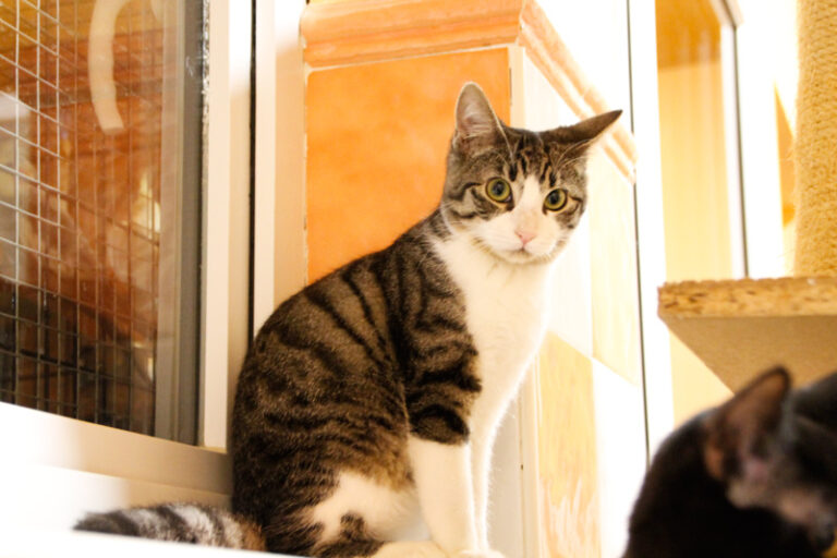 multimedia-foto53358-821-1