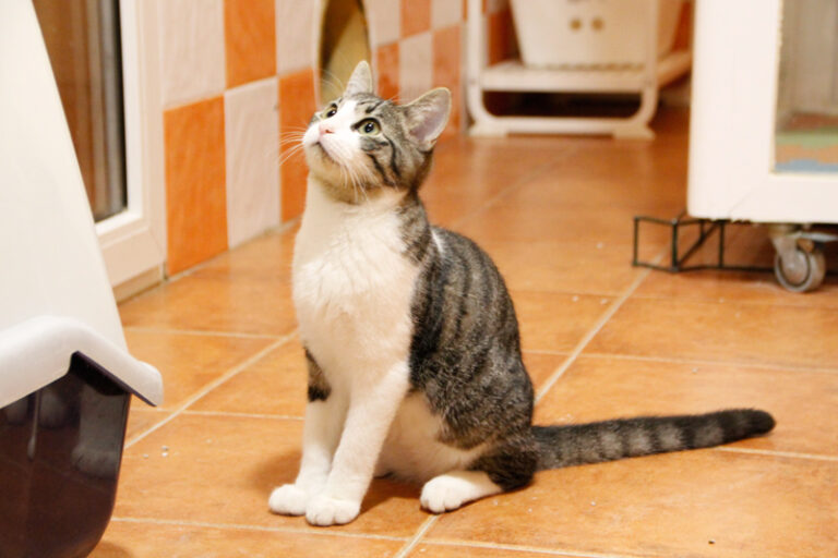 multimedia-foto53359-822-1