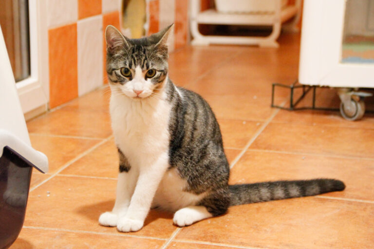 multimedia-foto53360-822-1