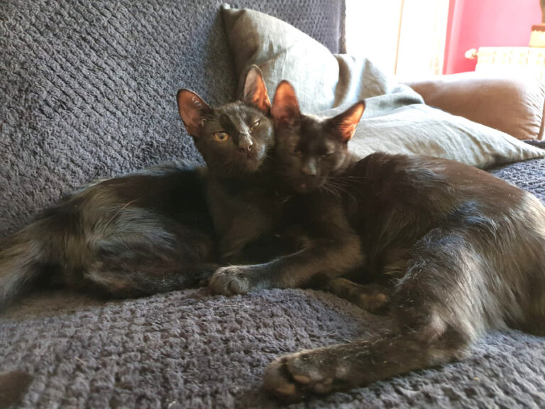 multimedia-foto53412-908-1