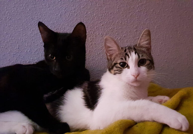 multimedia-foto53414-908-1