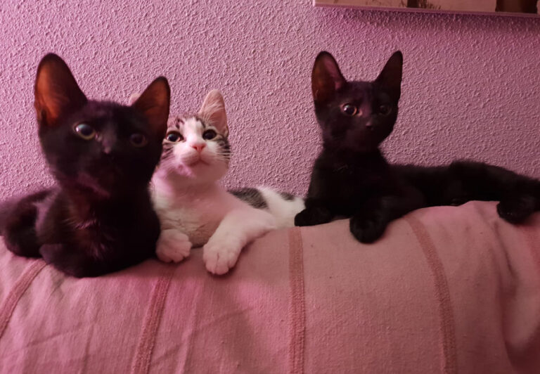 multimedia-foto53415-934-1