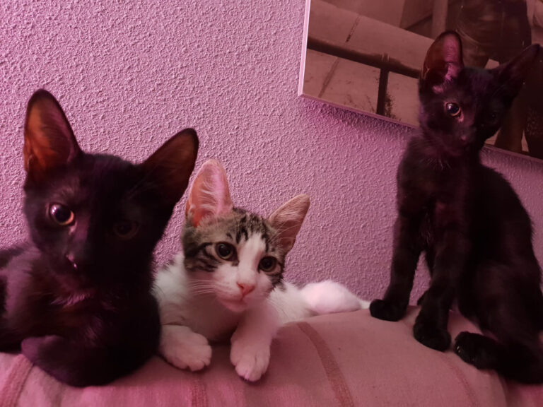 multimedia-foto53416-934-1