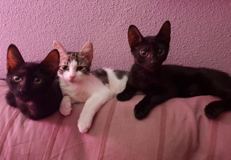 multimedia-foto53417-935-1