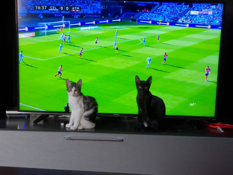 multimedia-foto53422-173-1