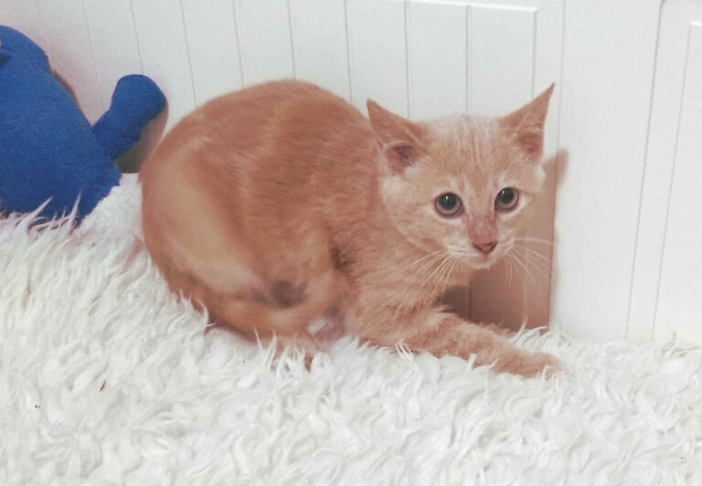 multimedia-foto53500-887-1