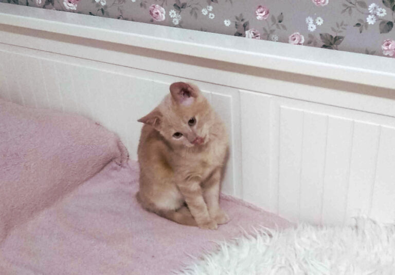 multimedia-foto53504-888-1