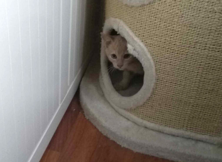 multimedia-foto53505-906-1