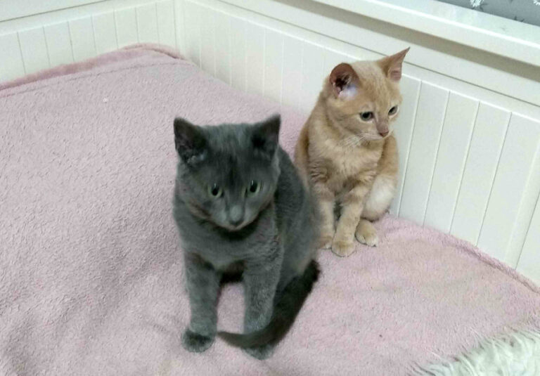 multimedia-foto53506-906-1