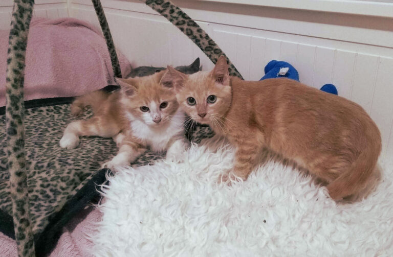 multimedia-foto53507-968-1