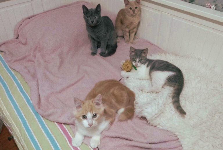 multimedia-foto53508-969-1