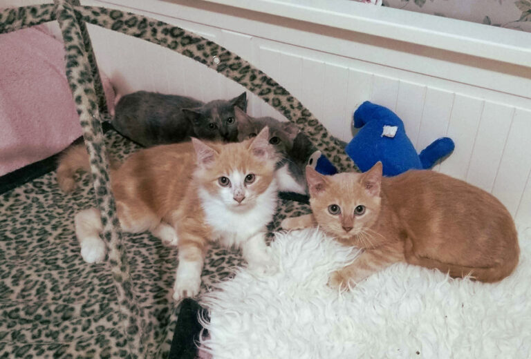 multimedia-foto53509-969-1