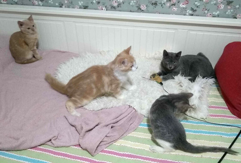 multimedia-foto53510-969-1