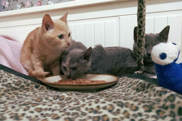 multimedia-foto53511-969-1