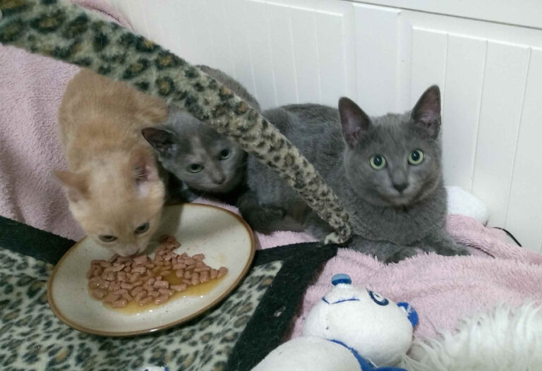 multimedia-foto53512-970-1