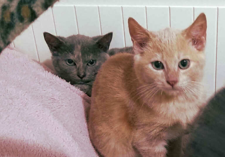 multimedia-foto53513-970-1