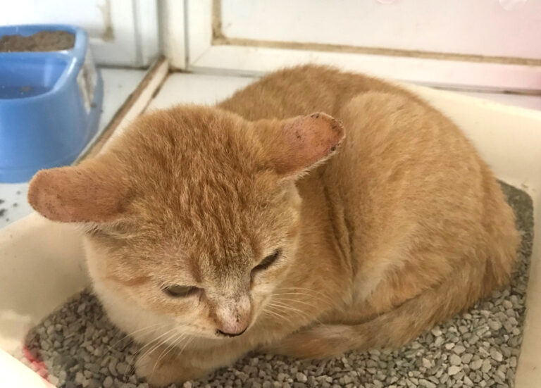 multimedia-foto53586-328-1