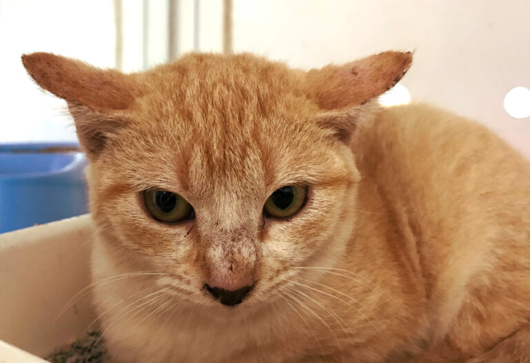 multimedia-foto53587-328-1