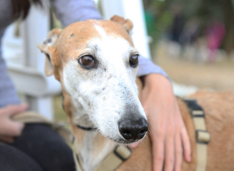 multimedia-foto53590-779-1