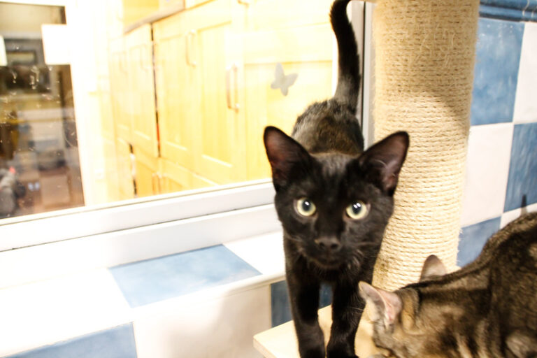 multimedia-foto53592-653-1