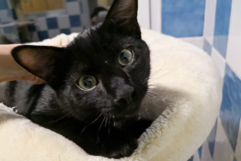 multimedia-foto53593-653-1