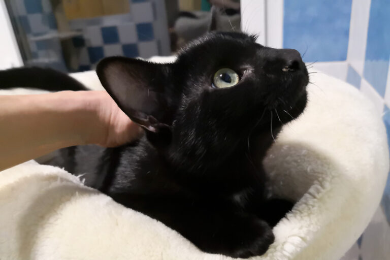 multimedia-foto53594-653-1