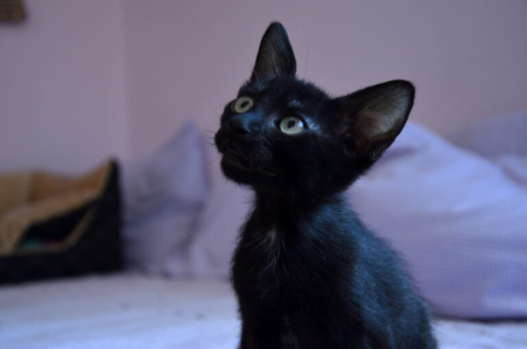 multimedia-foto53597-654-1