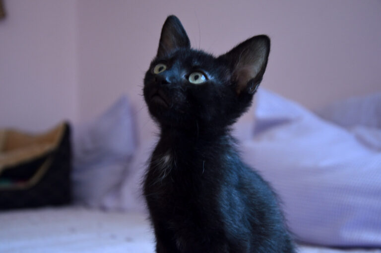 multimedia-foto53598-655-1