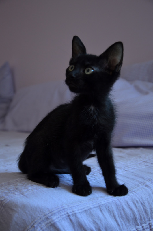 multimedia-foto53599-655-1