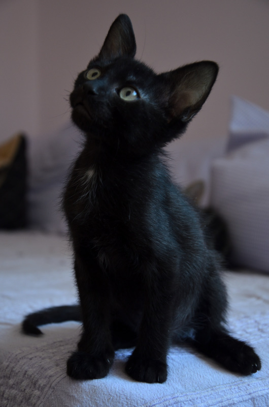 multimedia-foto53600-655-1