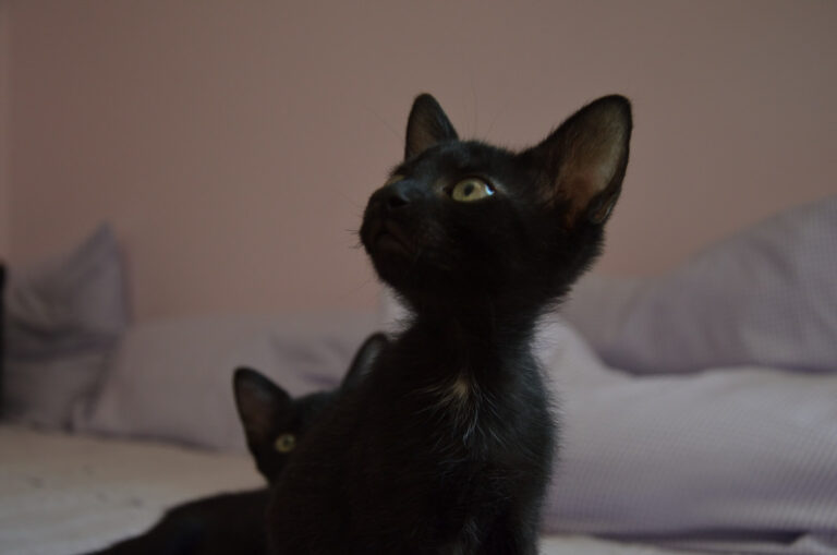 multimedia-foto53601-655-1