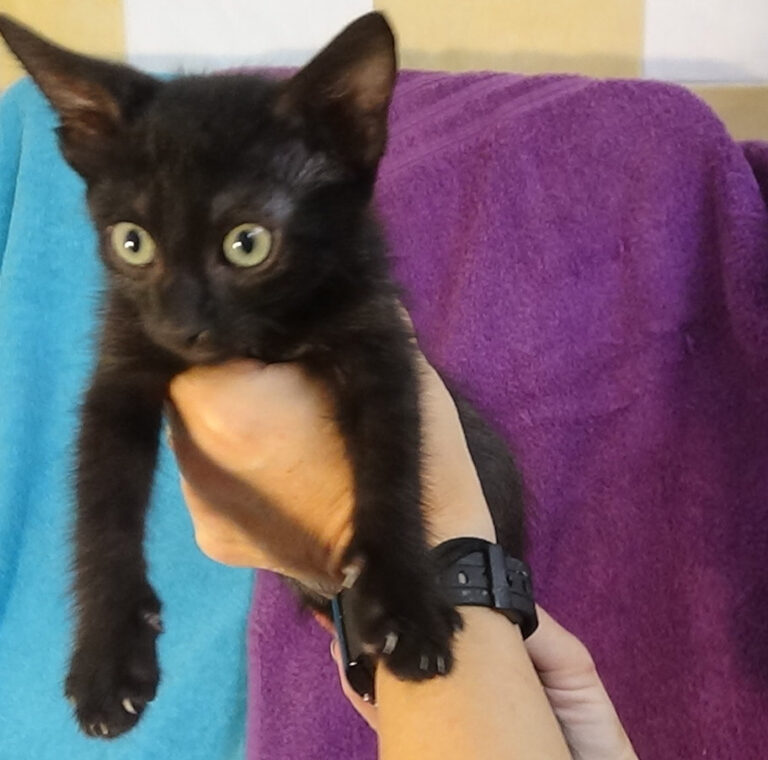 multimedia-foto53603-656-1