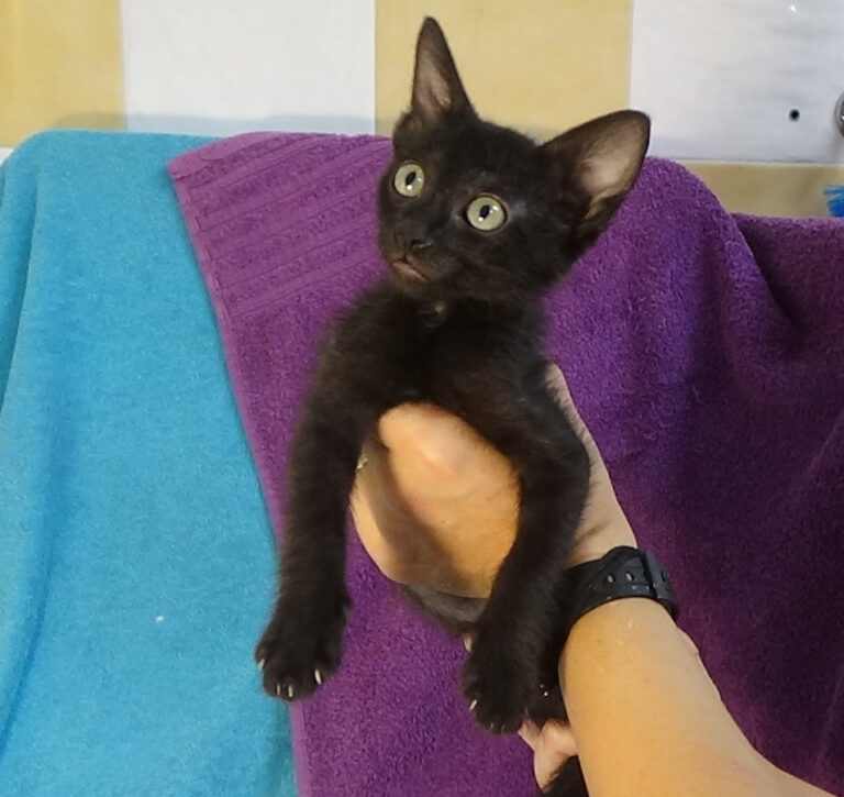 multimedia-foto53604-656-1