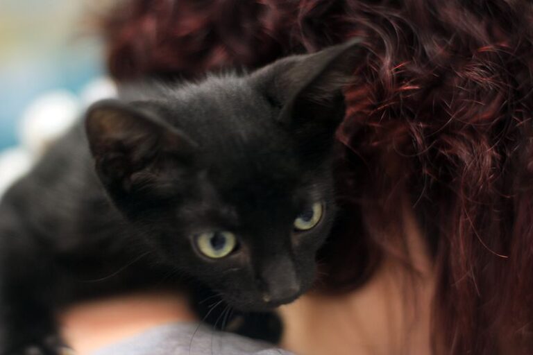 multimedia-foto53605-657-1