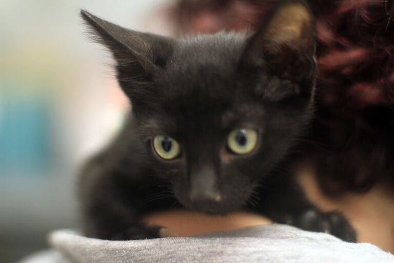 multimedia-foto53606-657-1