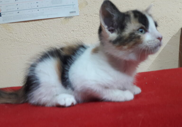 multimedia-foto53630-122-1