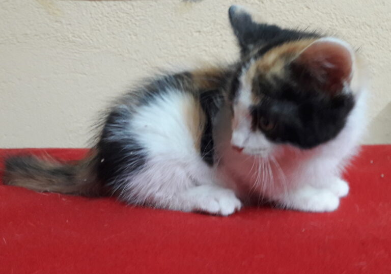 multimedia-foto53631-122-1