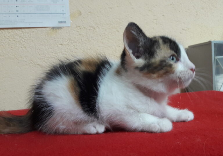 multimedia-foto53633-123-1