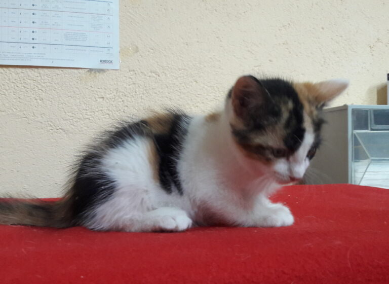 multimedia-foto53636-124-1