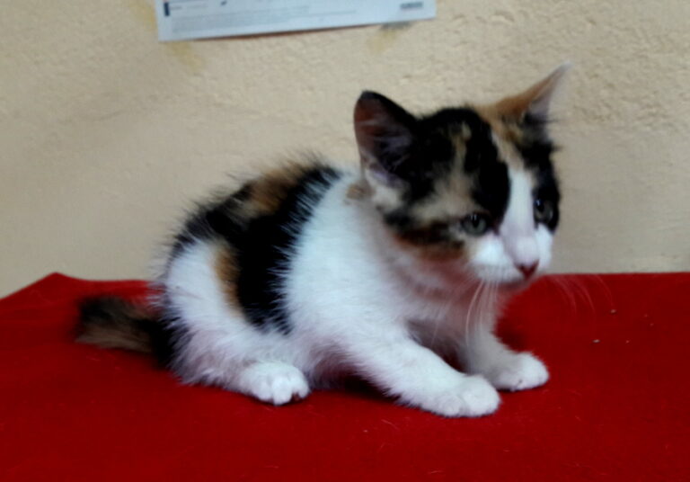 multimedia-foto53637-124-1