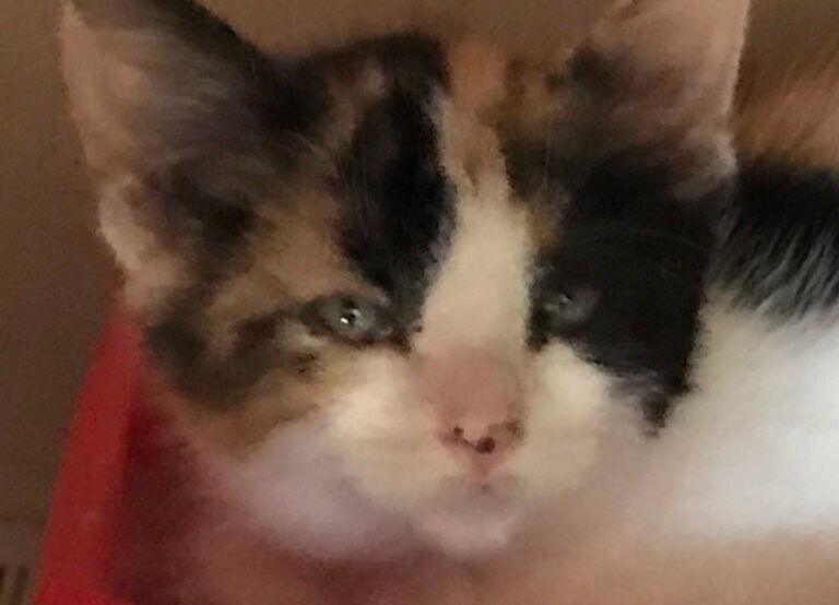 multimedia-foto53638-124-1