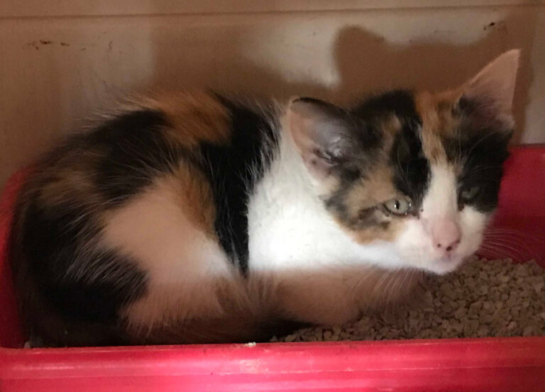 multimedia-foto53639-124-1